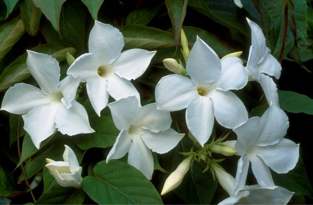 گل یاس در عطر و ادکلن