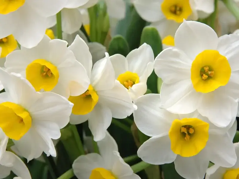 گل نرگش در عطر و ادکلن