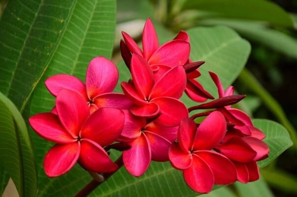 گل پلومریا در عطر و ادکلن