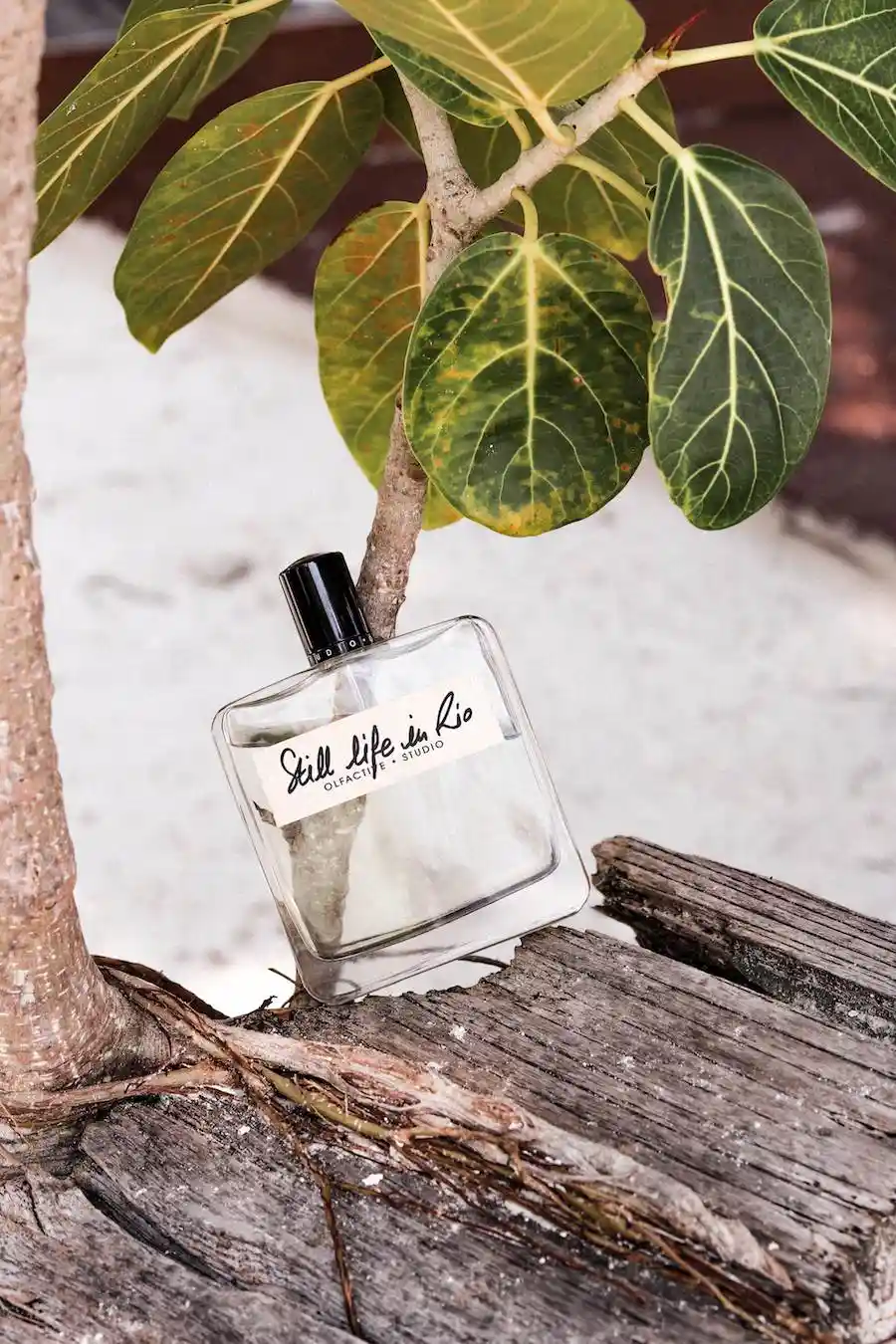 عطر اولفکتیو استادیو الفکتیو استودیو استیل لایف این ریو مردانه زنانه Olfactive Studio Still Life in Rio 3 min عطر اولفکتیو استادیو (الفکتیو استودیو) استیل لایف این ریو مردانه/زنانه